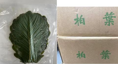 【送料無料】柏葉グリーン　MS（3、000枚入り）